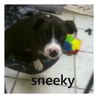 Dante (FKA Sneeky), an adoptable Boxer, Labrador Retriever in St. Augustine, FL, 32084 | Photo Image 2