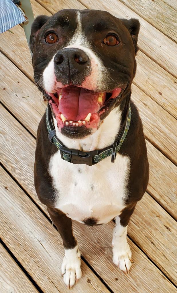 Dante (FKA Sneeky), an adoptable Boxer, Labrador Retriever in St. Augustine, FL, 32084 | Photo Image 4