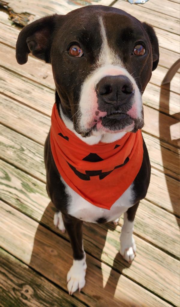 Dante (FKA Sneeky), an adoptable Boxer, Labrador Retriever in St. Augustine, FL, 32084 | Photo Image 5