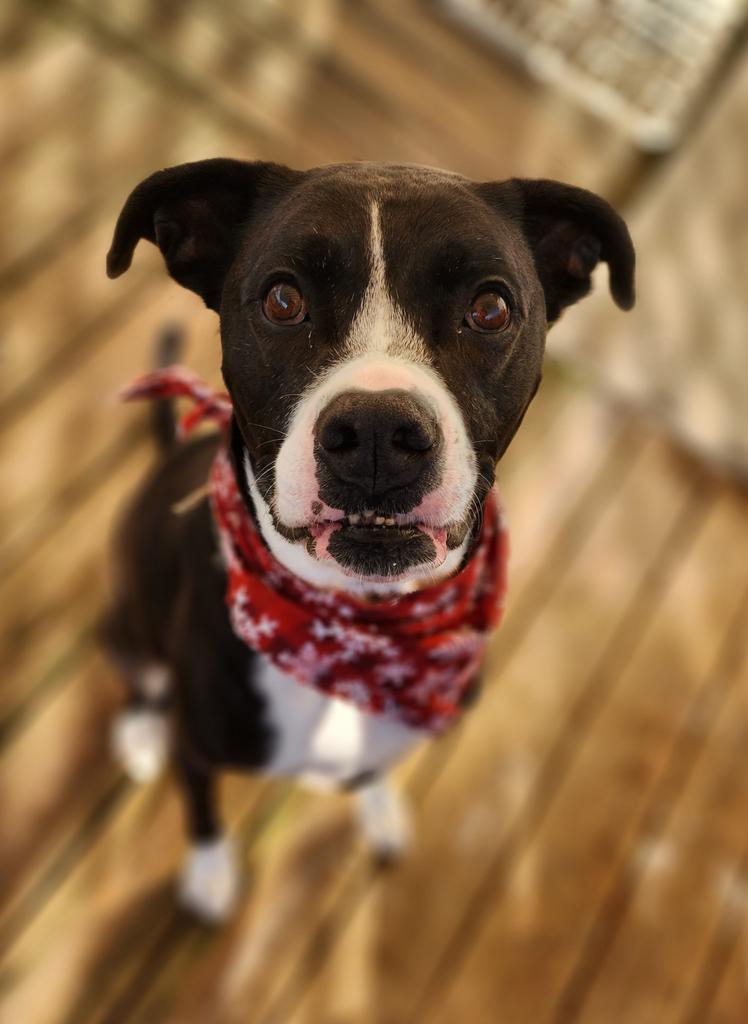 Dante (FKA Sneeky), an adoptable Boxer, Labrador Retriever in St. Augustine, FL, 32084 | Photo Image 6