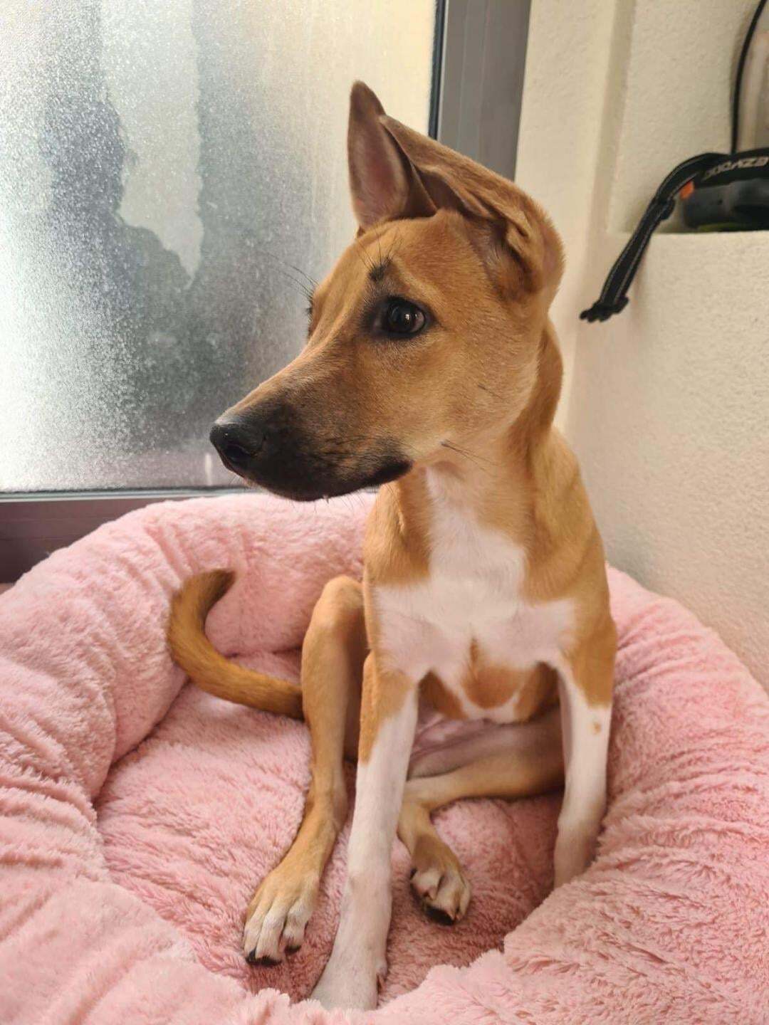 Yuki (20210805-03), an adoptable Basenji in Niagara Falls, ON, L2E 5J4 | Photo Image 1