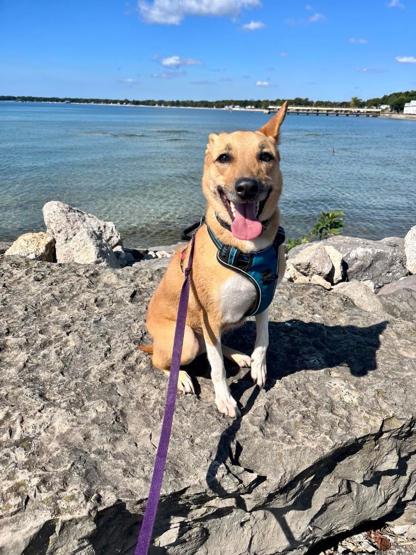 Yuki (20210805-03), an adoptable Basenji in Niagara Falls, ON, L2E 5J4 | Photo Image 2