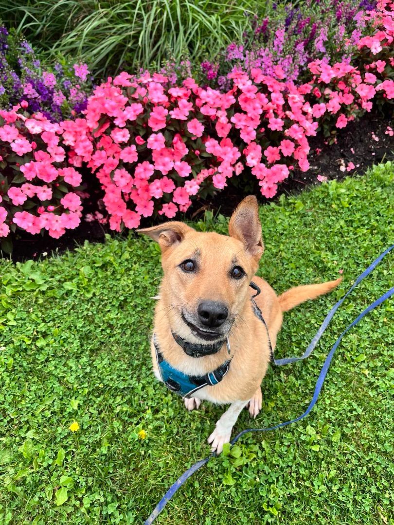 Yuki (20210805-03), an adoptable Basenji in Niagara Falls, ON, L2E 5J4 | Photo Image 3