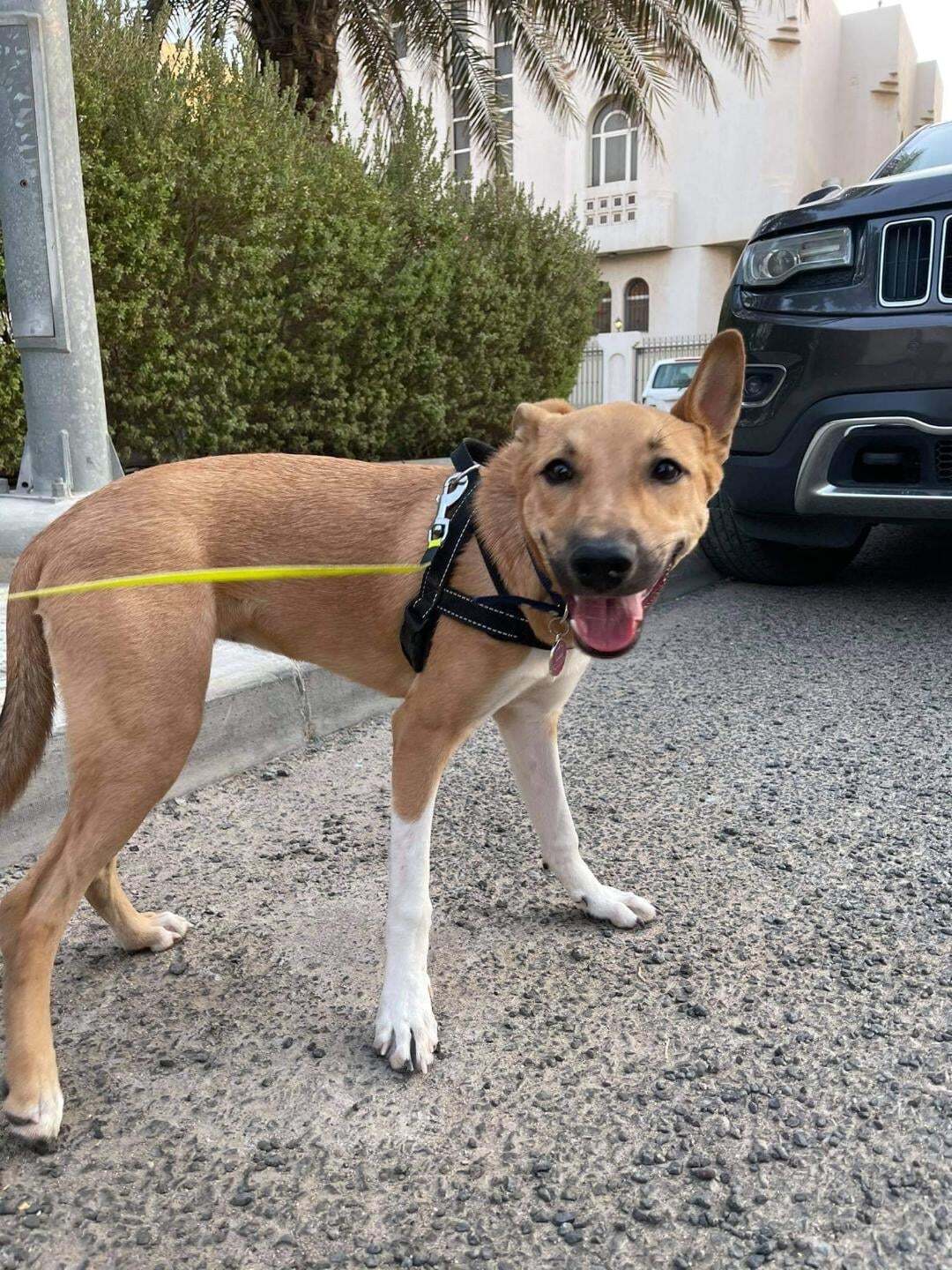 Yuki (20210805-03), an adoptable Basenji in Niagara Falls, ON, L2E 5J4 | Photo Image 4