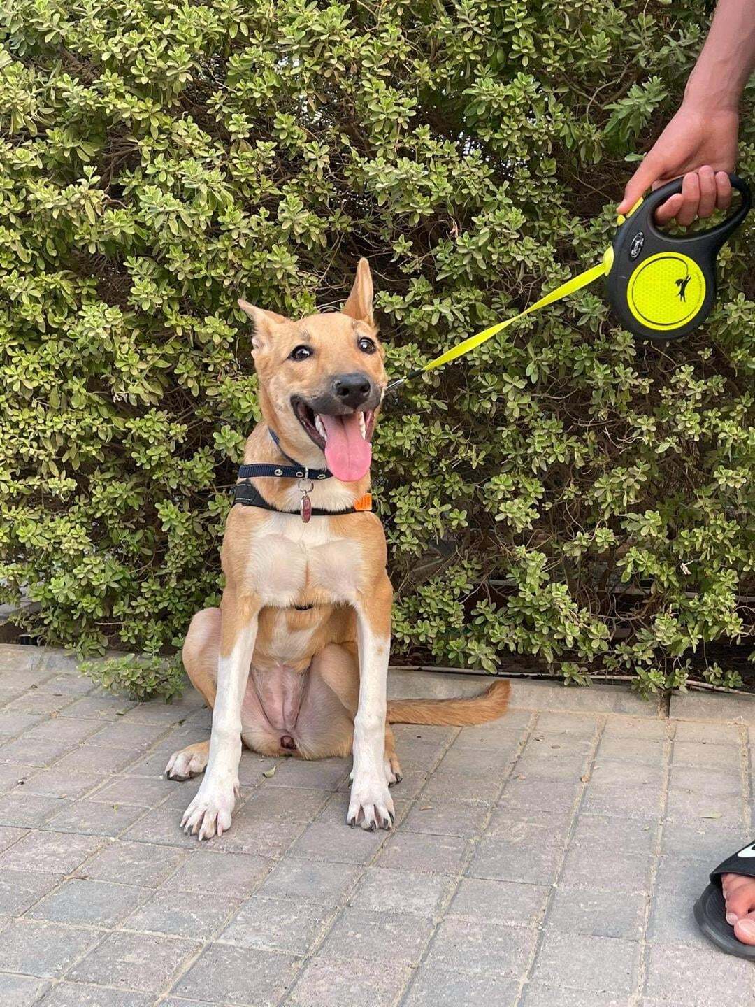 Yuki (20210805-03), an adoptable Basenji in Niagara Falls, ON, L2E 5J4 | Photo Image 5