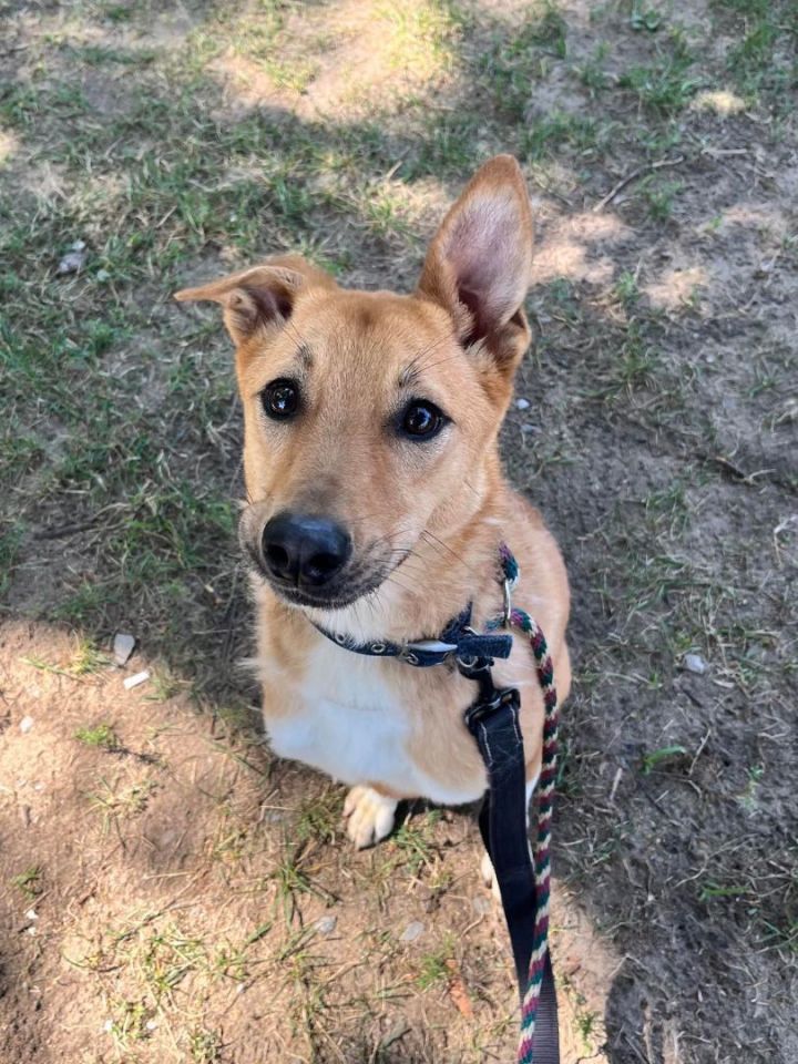 Basenji dingo hot sale mix