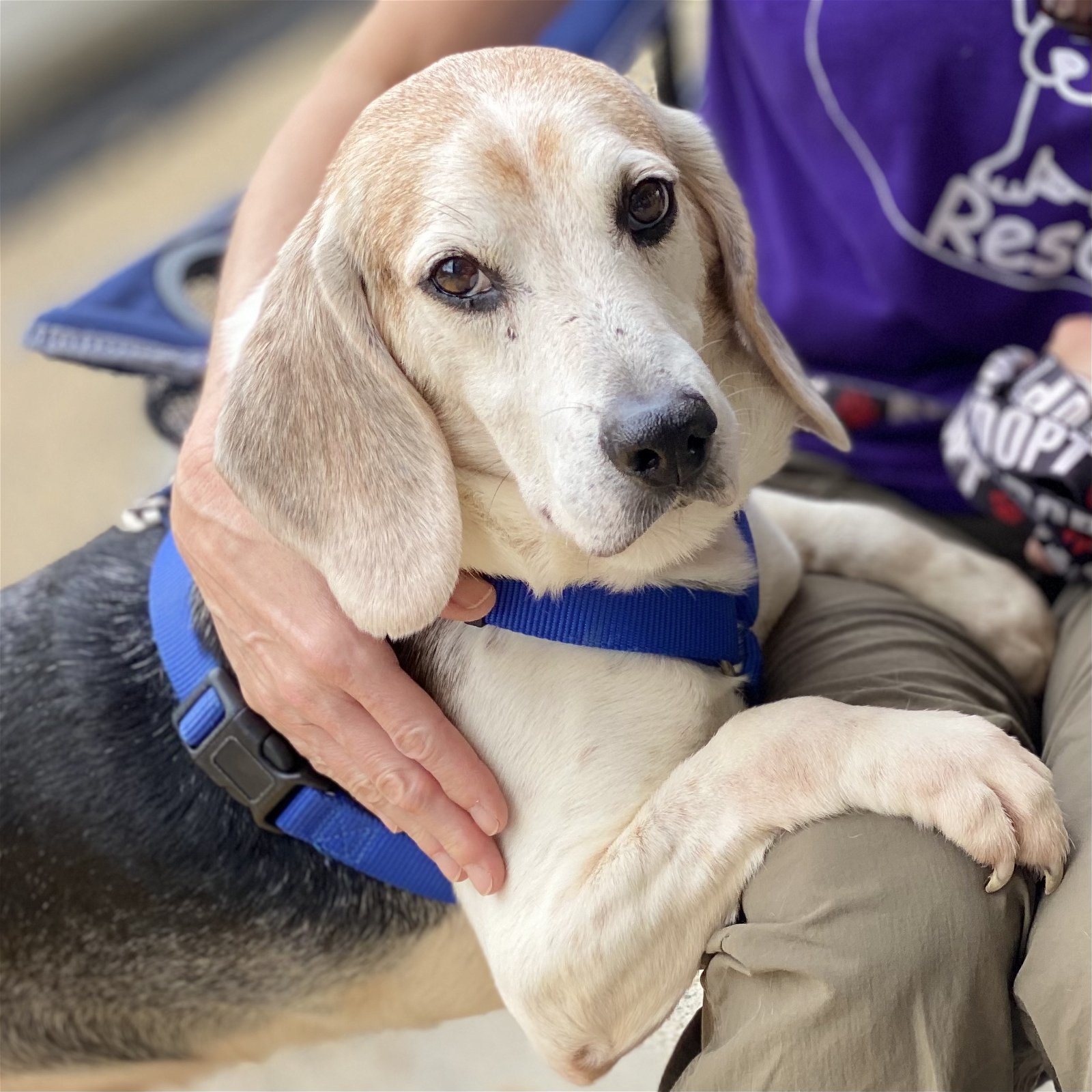 Luke *Adopt*, an adoptable Beagle in Fairfax, VA, 22038 | Photo Image 1