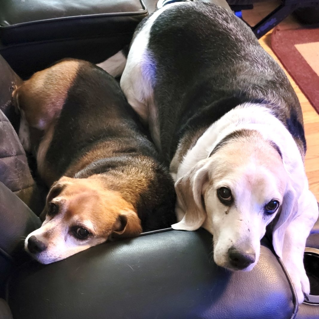 Luke *Adopt*, an adoptable Beagle in Fairfax, VA, 22038 | Photo Image 2