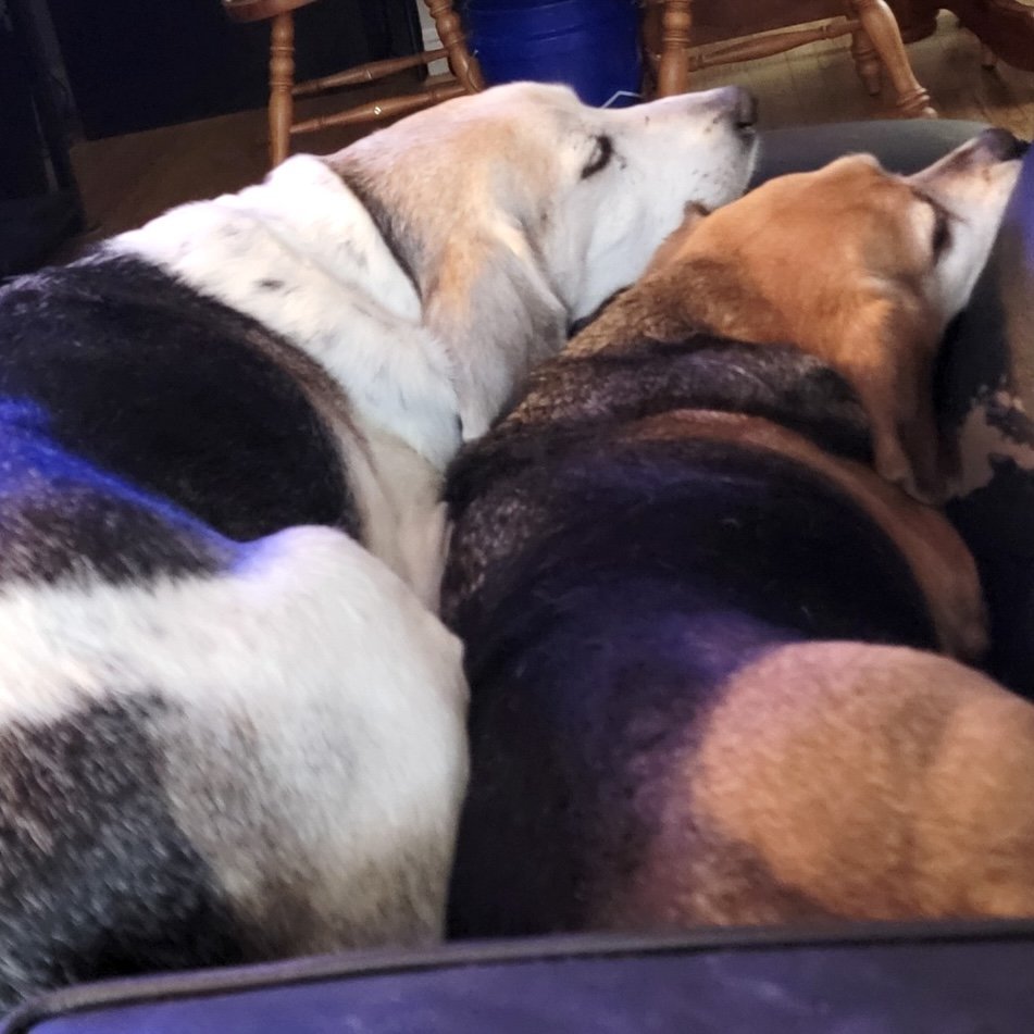 Luke *Adopt*, an adoptable Beagle in Fairfax, VA, 22038 | Photo Image 3