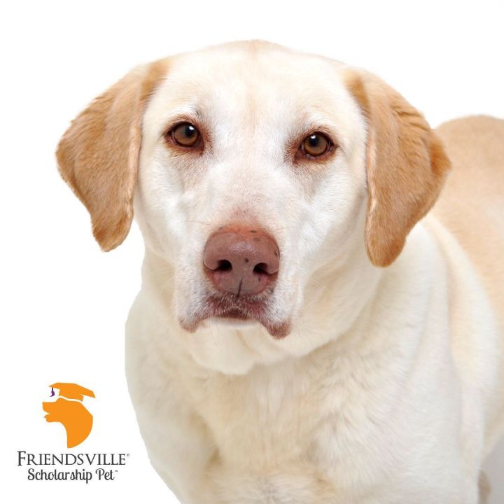 Betsy, an adoptable Labrador Retriever & Yellow Labrador Retriever Mix in Friendsville, TN_image-2