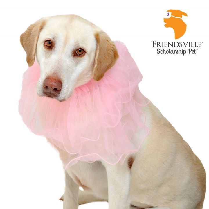 Betsy, an adoptable Labrador Retriever & Yellow Labrador Retriever Mix in Friendsville, TN_image-3