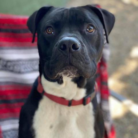 Jack, an adoptable American Staffordshire Terrier in Lompoc, CA, 93436 | Photo Image 2