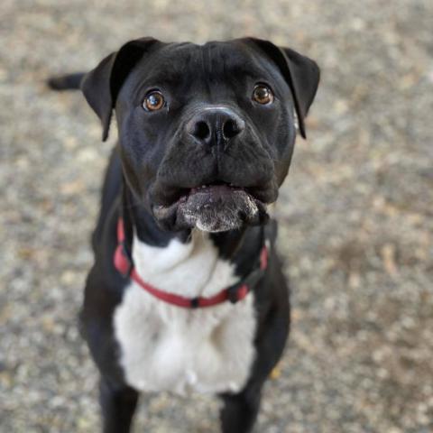 Jack, an adoptable American Staffordshire Terrier in Lompoc, CA, 93436 | Photo Image 3