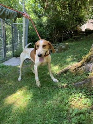 Dog for adoption - Wilson, a Hound Mix in Cashiers, NC | Petfinder