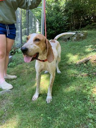 Dog for adoption - Wilson, a Hound Mix in Cashiers, NC | Petfinder