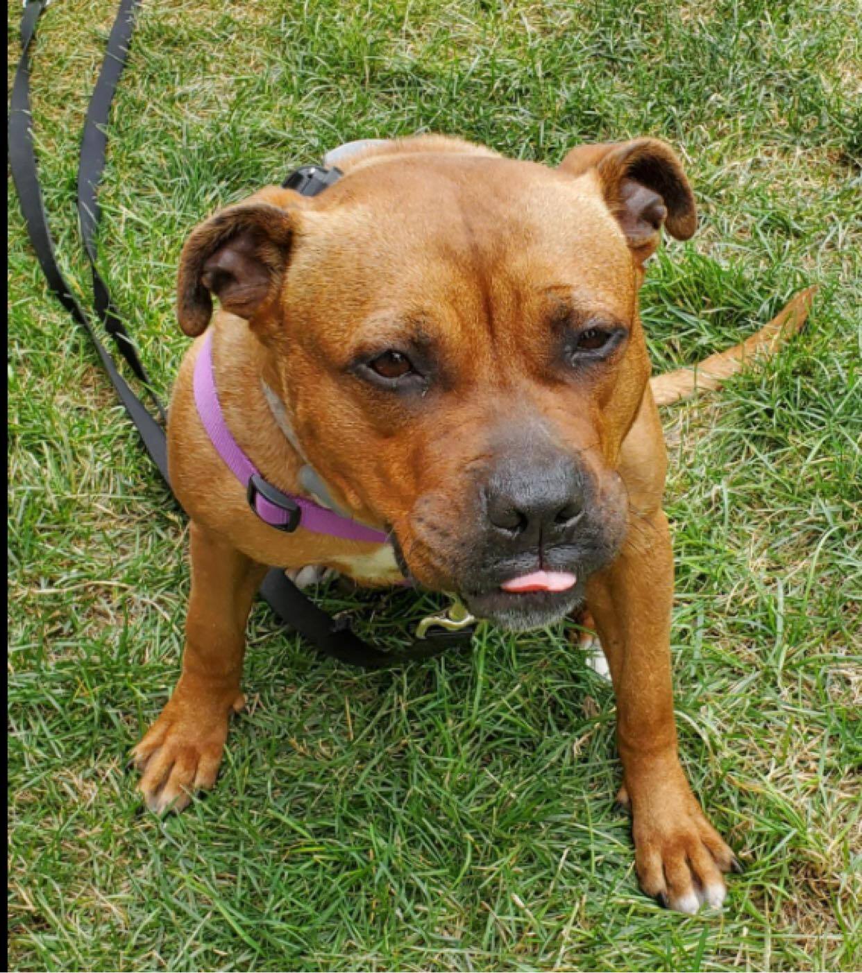 Winn - Dixie, an adoptable American Staffordshire Terrier, Pit Bull Terrier in Plainfield, IL, 60544 | Photo Image 2