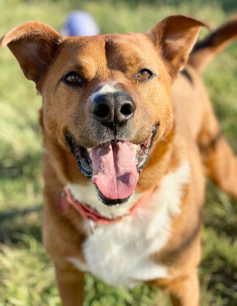 Hero, an adoptable German Shepherd Dog, Mixed Breed in Warren, MI, 48089 | Photo Image 2