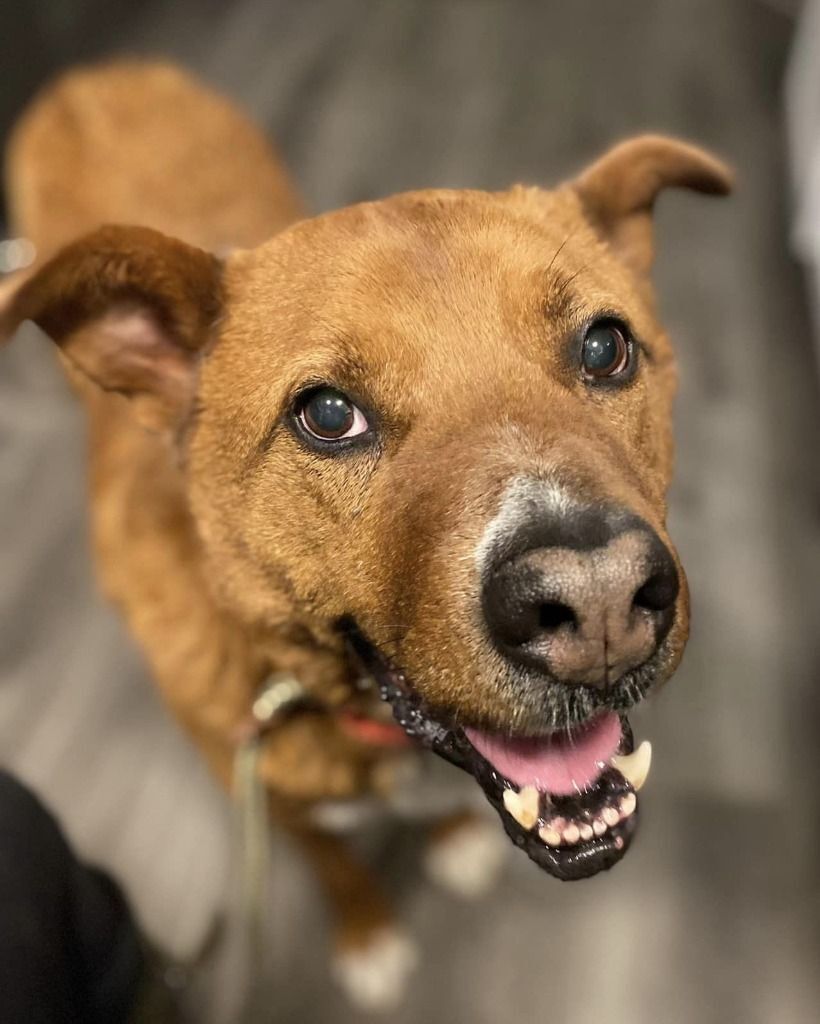 Hero, an adoptable German Shepherd Dog, Mixed Breed in Warren, MI, 48089 | Photo Image 1