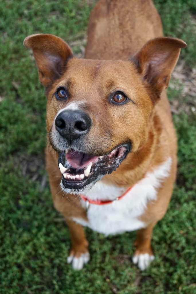 Hero, an adoptable German Shepherd Dog, Mixed Breed in Warren, MI, 48089 | Photo Image 3