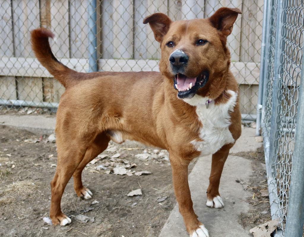 Hero, an adoptable German Shepherd Dog, Mixed Breed in Warren, MI, 48089 | Photo Image 5