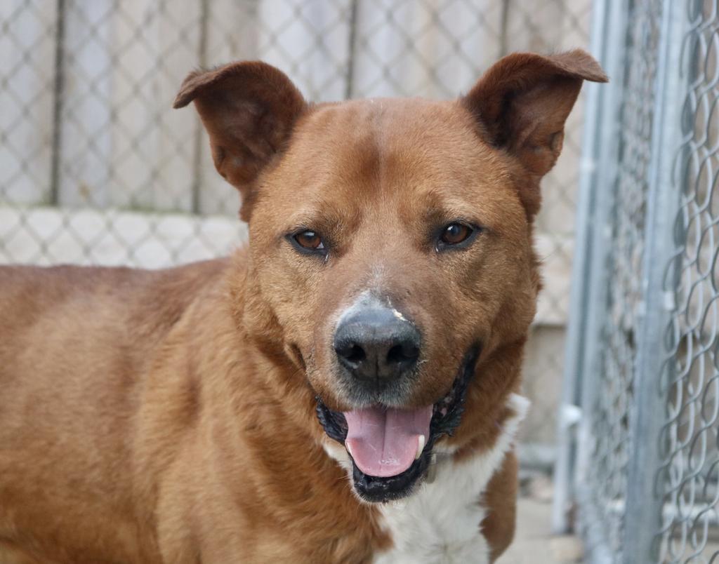 Hero, an adoptable German Shepherd Dog, Mixed Breed in Warren, MI, 48089 | Photo Image 6