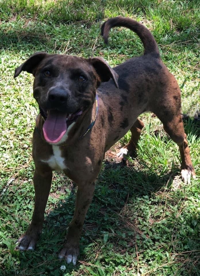 Lotto - Pawsitive Direction Program, an adoptable Pit Bull Terrier & Catahoula Leopard Dog Mix in Loxahatchee, FL_image-1