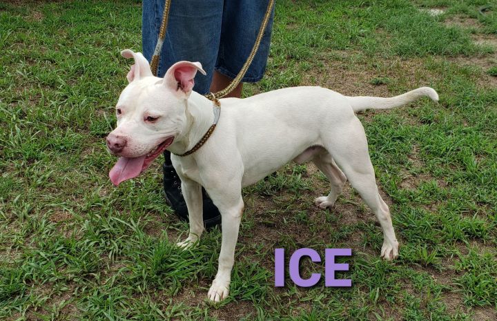 Ice 1