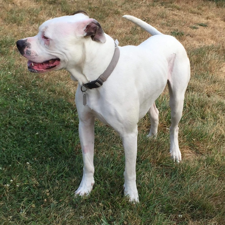 Lucas, an adoptable American Bulldog in Puyallup, WA, 98371 | Photo Image 2