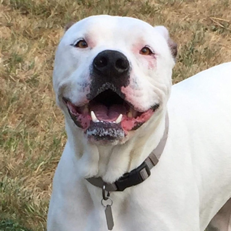 Lucas, an adoptable American Bulldog in Puyallup, WA, 98371 | Photo Image 1