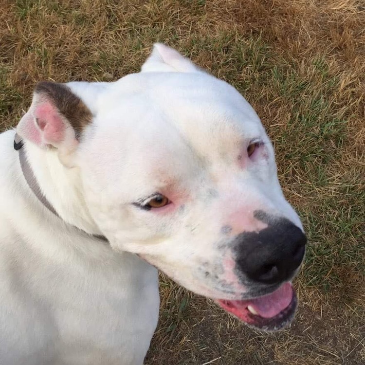 Lucas, an adoptable American Bulldog in Puyallup, WA, 98371 | Photo Image 3