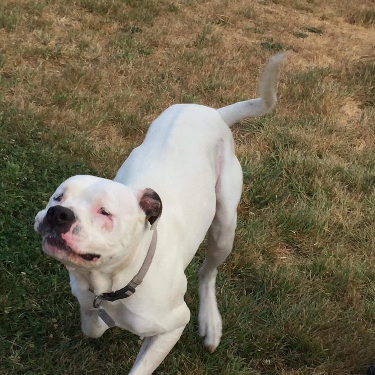 Lucas, an adoptable American Bulldog in Puyallup, WA, 98371 | Photo Image 4