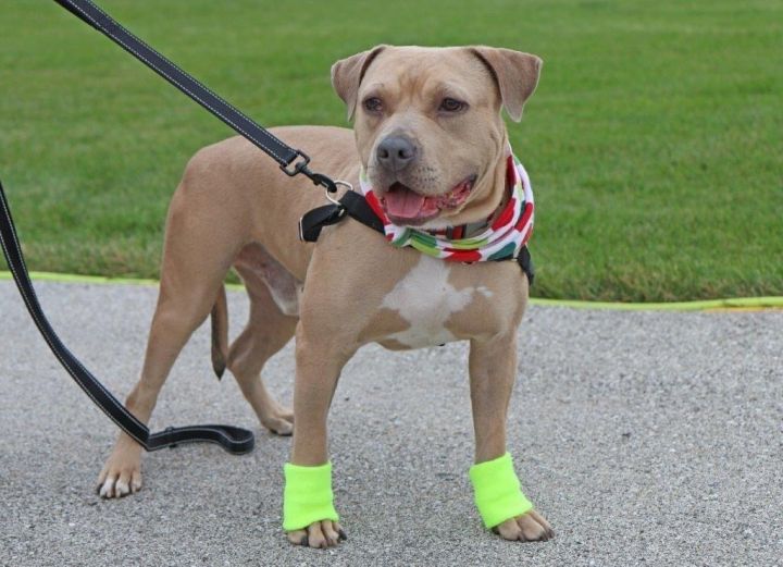 Dog shoes for on sale pitbulls