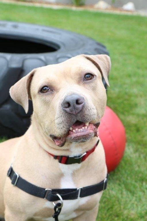 Theo, an adoptable Pit Bull Terrier in Milwaukee, WI, 53214 | Photo Image 4
