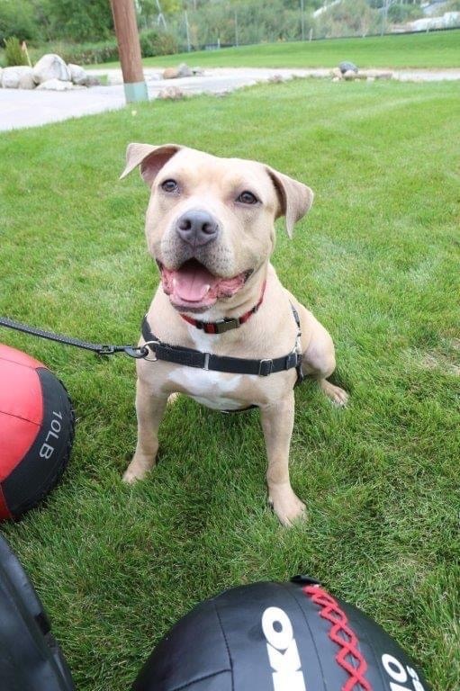 Theo, an adoptable Pit Bull Terrier in Milwaukee, WI, 53214 | Photo Image 5