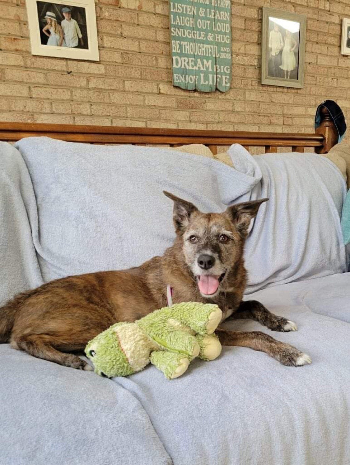 Jordan, an adoptable Mixed Breed, Shepherd in Irwin, PA, 15642 | Photo Image 1