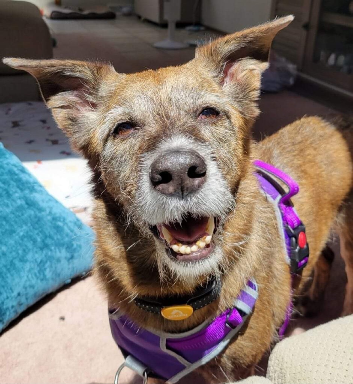 Jordan, an adoptable Mixed Breed, Shepherd in Irwin, PA, 15642 | Photo Image 3