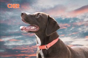 Cherry (Cher), Adult Female Labrador Retriever