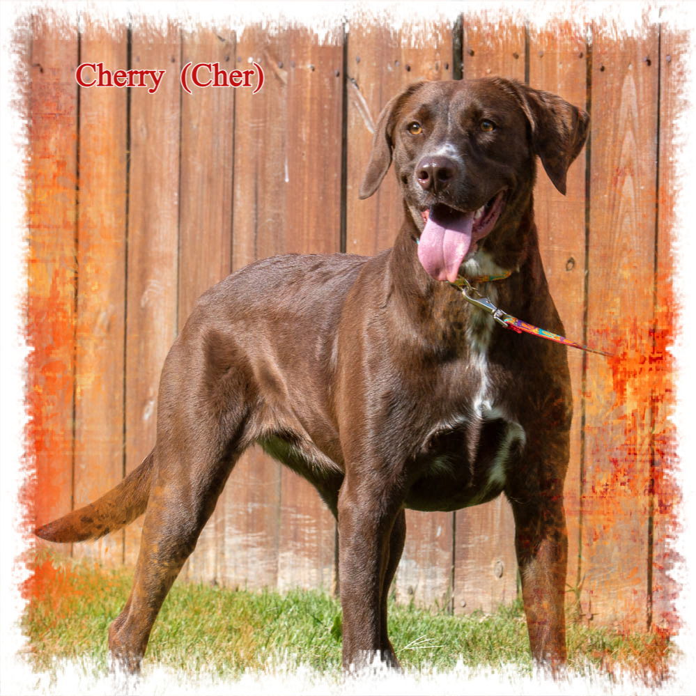 Cherry (Cher), an adoptable Labrador Retriever, Chesapeake Bay Retriever in New Castle, DE, 19720 | Photo Image 2