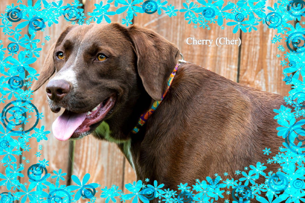 Cherry (Cher), an adoptable Labrador Retriever, Chesapeake Bay Retriever in New Castle, DE, 19720 | Photo Image 3