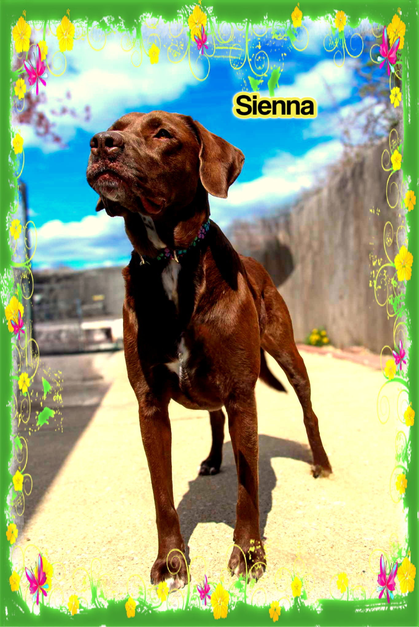 Sienna, an adoptable Labrador Retriever, Chesapeake Bay Retriever in New Castle, DE, 19720 | Photo Image 1