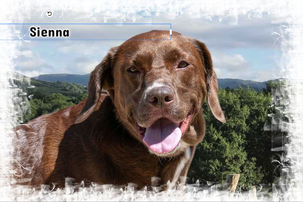 Sienna, an adoptable Labrador Retriever, Chesapeake Bay Retriever in New Castle, DE, 19720 | Photo Image 2