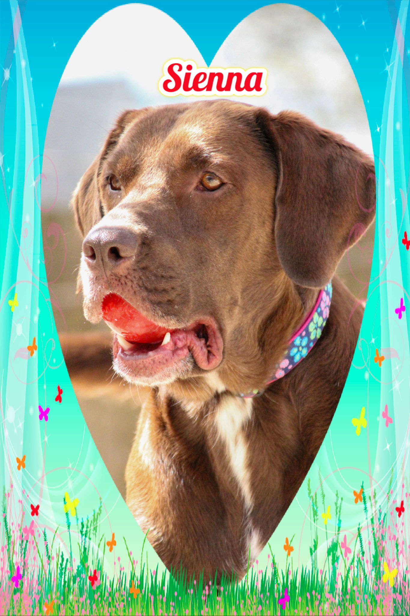 Sienna, an adoptable Labrador Retriever, Chesapeake Bay Retriever in New Castle, DE, 19720 | Photo Image 3