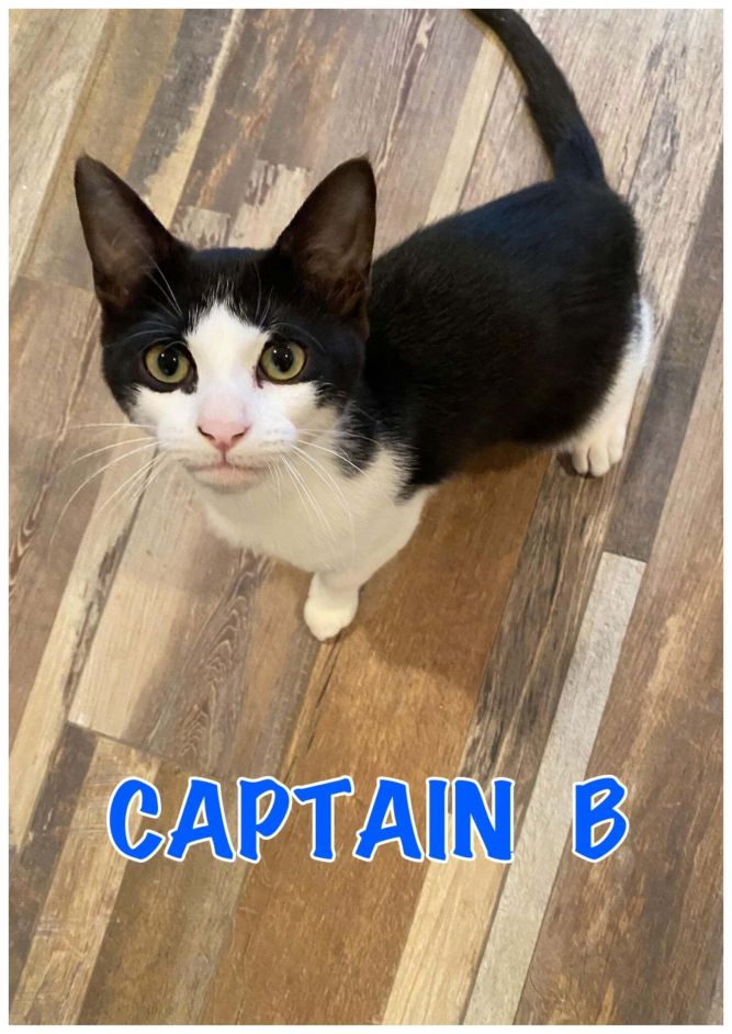 Captain B