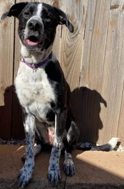 Arcadia, an adoptable Labrador Retriever Mix in Oklahoma City, OK_image-1