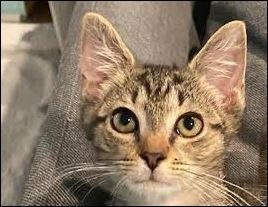 Quincy (in foster), an adoptable Domestic Short Hair in Pittsboro, NC, 27312 | Photo Image 1