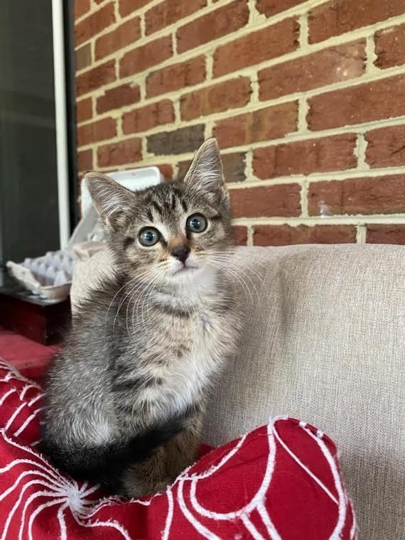 Quincy (in foster), an adoptable Domestic Short Hair in Pittsboro, NC, 27312 | Photo Image 3