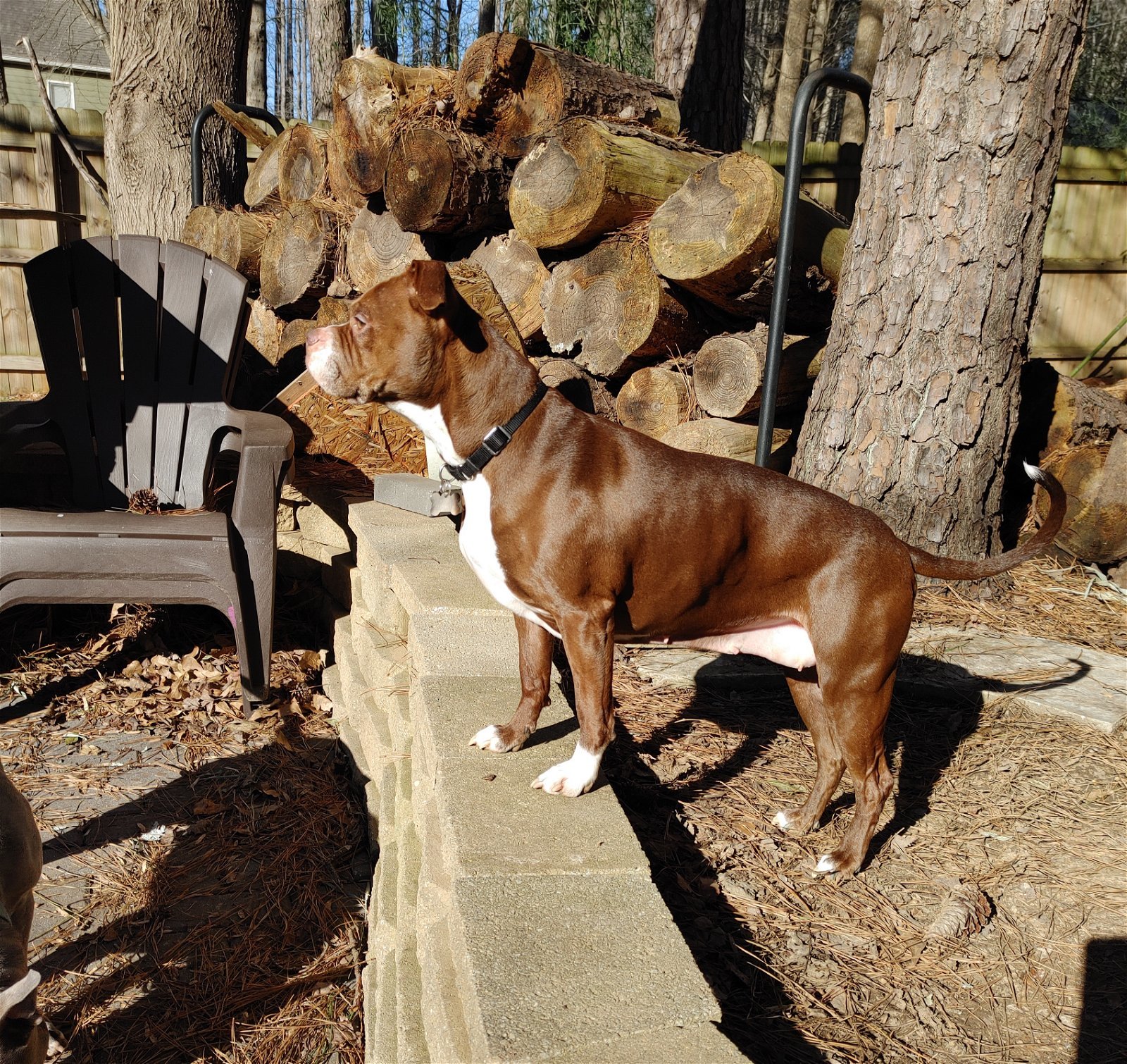 Jessie Girl, an adoptable Boxer in Alpharetta, GA, 30009 | Photo Image 3