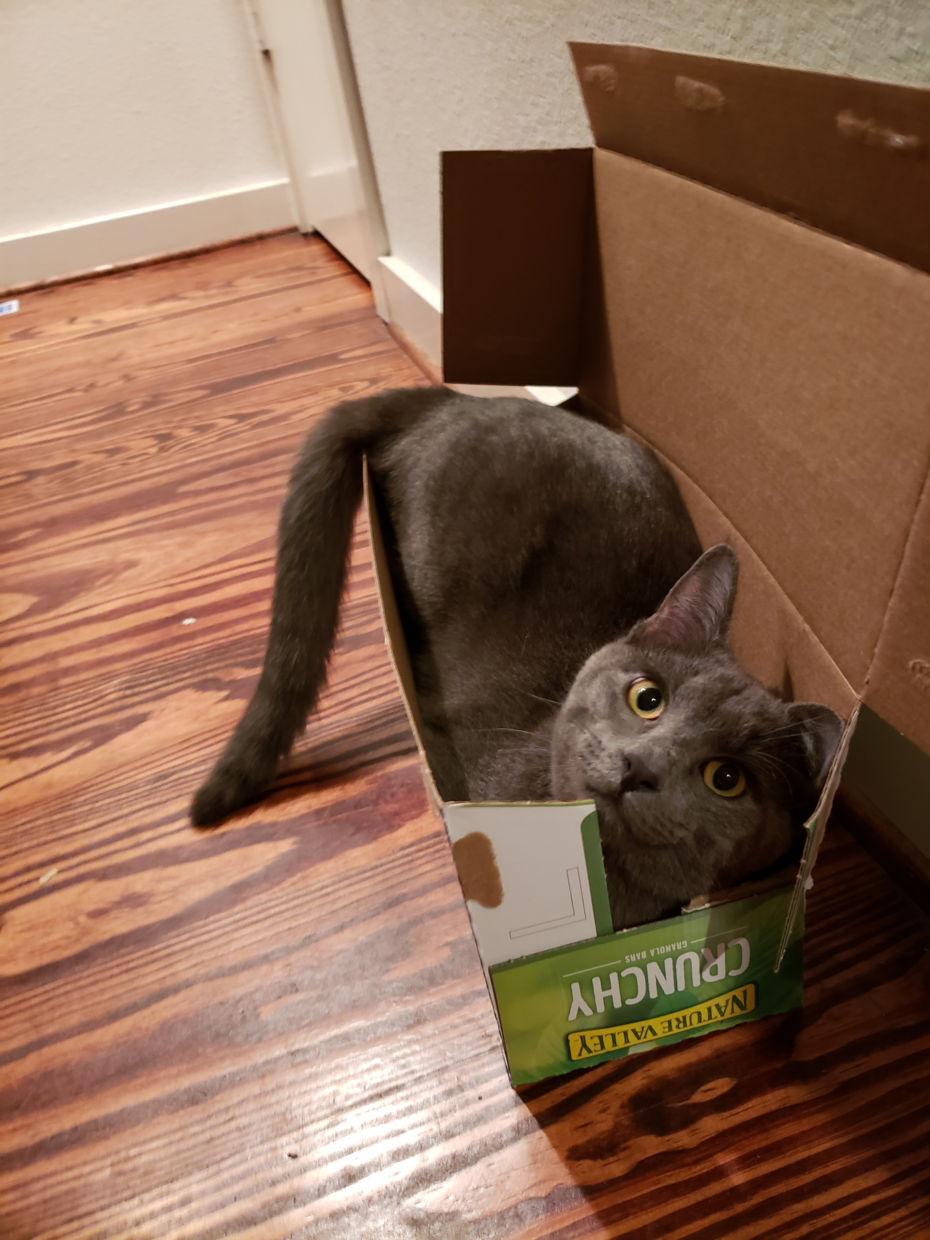 Feather, an adoptable Domestic Medium Hair, Siamese in Houston, TX, 77020 | Photo Image 2
