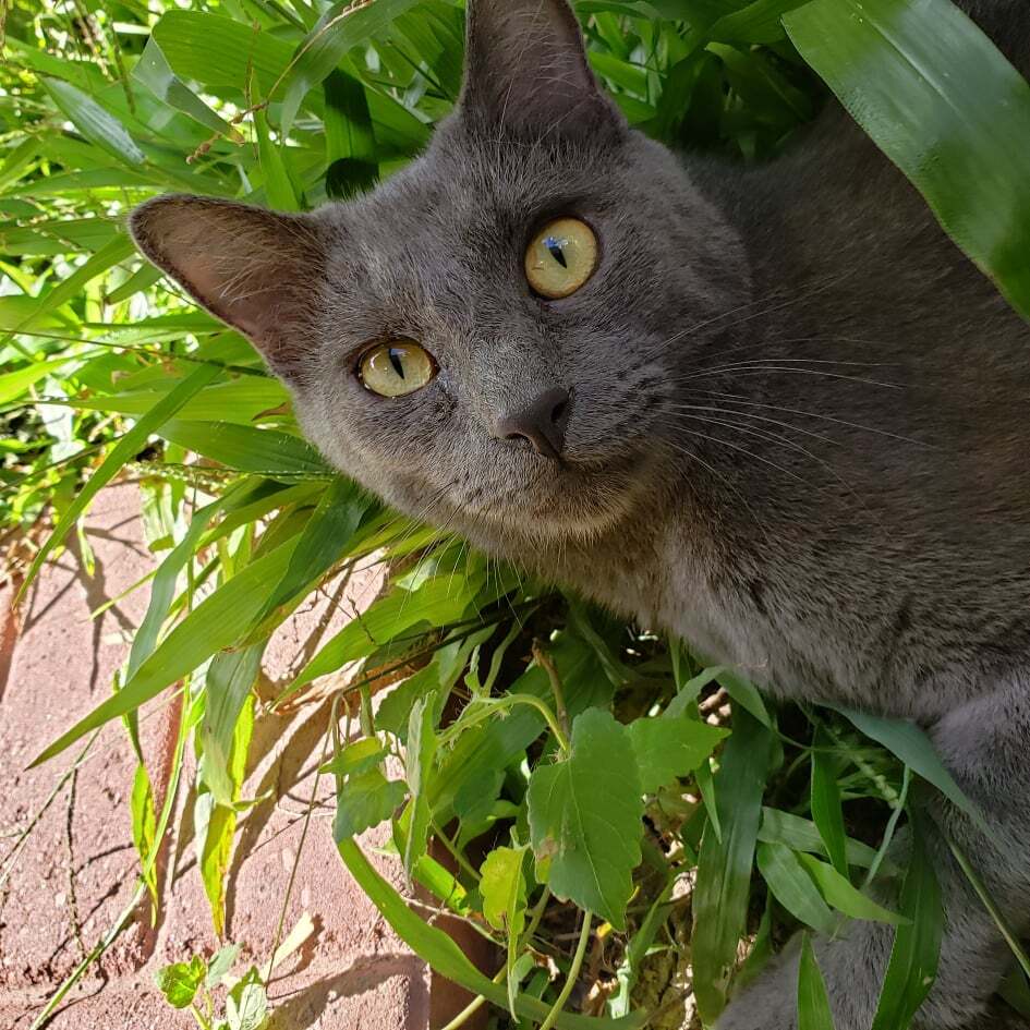 Feather, an adoptable Domestic Medium Hair, Siamese in Houston, TX, 77020 | Photo Image 6