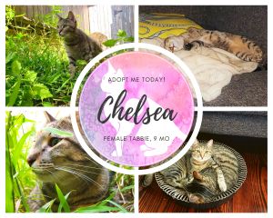 Chelsea Domestic Medium Hair Cat